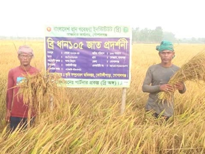 ডায়াবেটিস রোগীদের জন্য নতুন জাতের ধান উদ্ভাবন 
